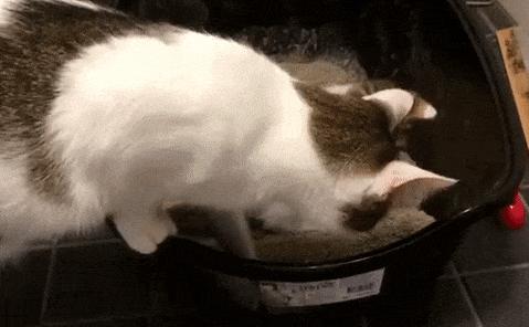 猫猫挠猫砂,猫便便之后挠猫砂盆