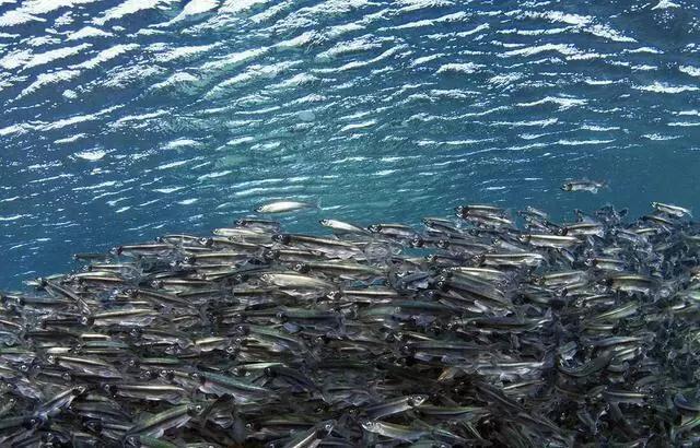 并非多情,只为生存,与多春鱼的美味邂逅