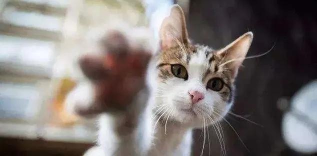 猫咪厌食的原因和解决方法,猫咪食欲不振最佳解决方法