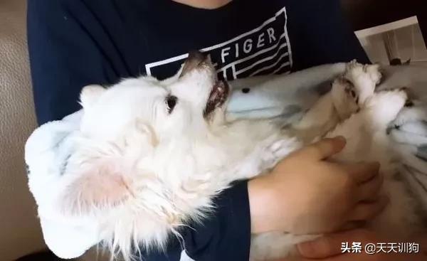 狗狗去世会见到什么,狗狗去世后会经历什么