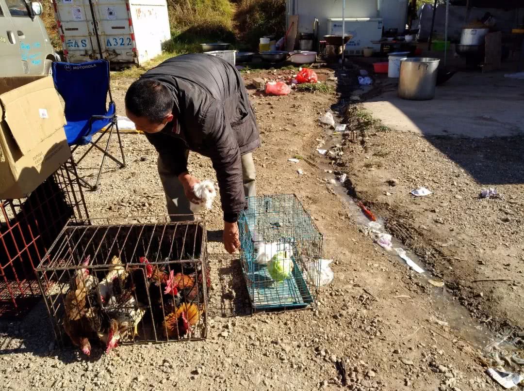花鸟市场买天竺鼠,小沙鼠在宠物市场多少钱一只