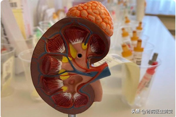 肾病吃太咸会怎样,男性肾病吃什么水果