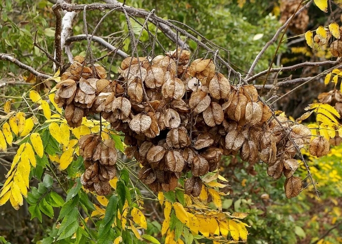 近期栾树价格,目前栾树市场销路