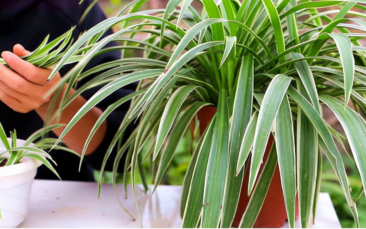 吊兰喜光和喜阴有什么区别,吊兰喜阴还是喜阳如何养护