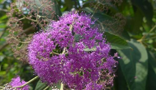 治风湿的盆栽植物,有中草药功效的盆栽植物
