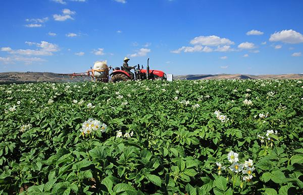马铃薯小叶病,马铃薯花叶病症状及防治方法