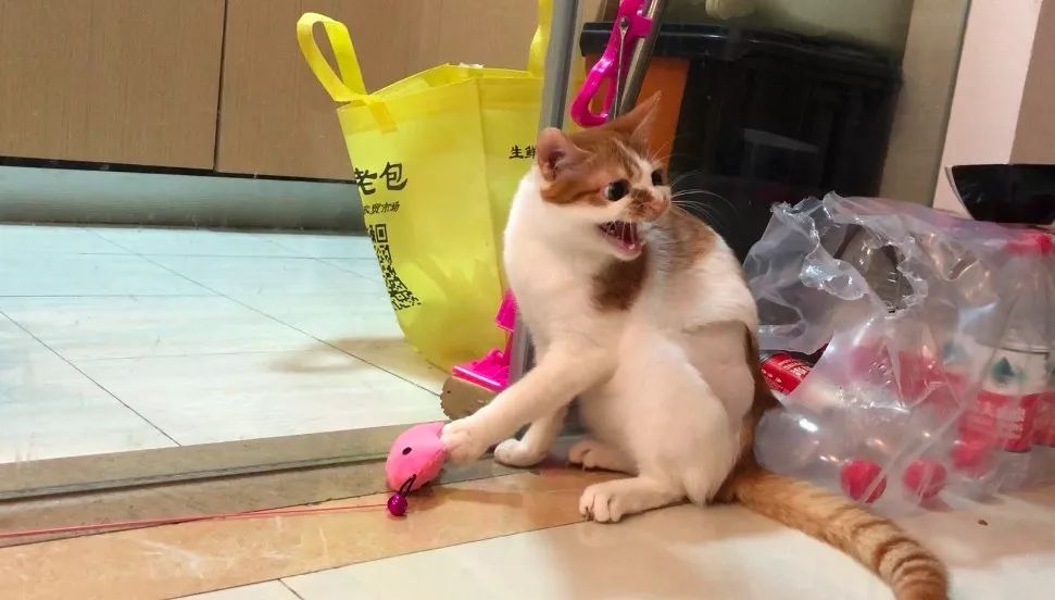 小佩闷死猫后续,小佩猫窝现在还有吗