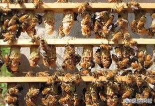 处女王什么时候能交尾，能用多久并没有固定时间，得靠这几点判断