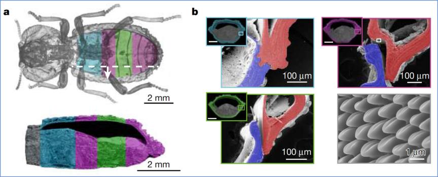 这种小虫凭借“头铁”登上《自然》，汽车都压不死它
