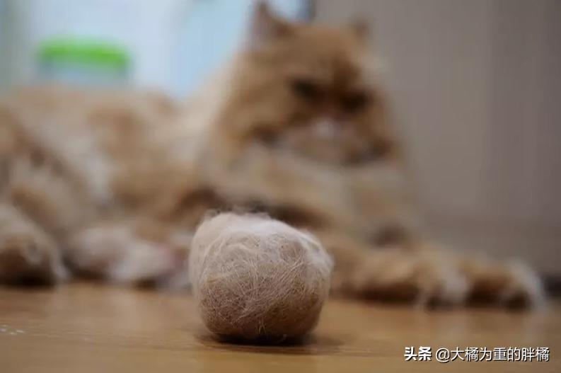 猫咪吐毛球什么方法最好,猫咪吐毛球最有效的方法