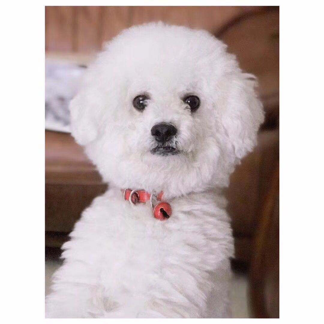 家养小狗豆豆,小狗叫豆豆的特别多