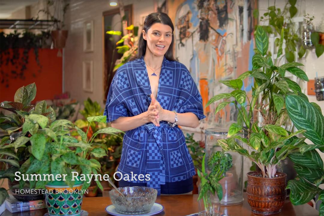 金盆洗手吧，植物杀手们