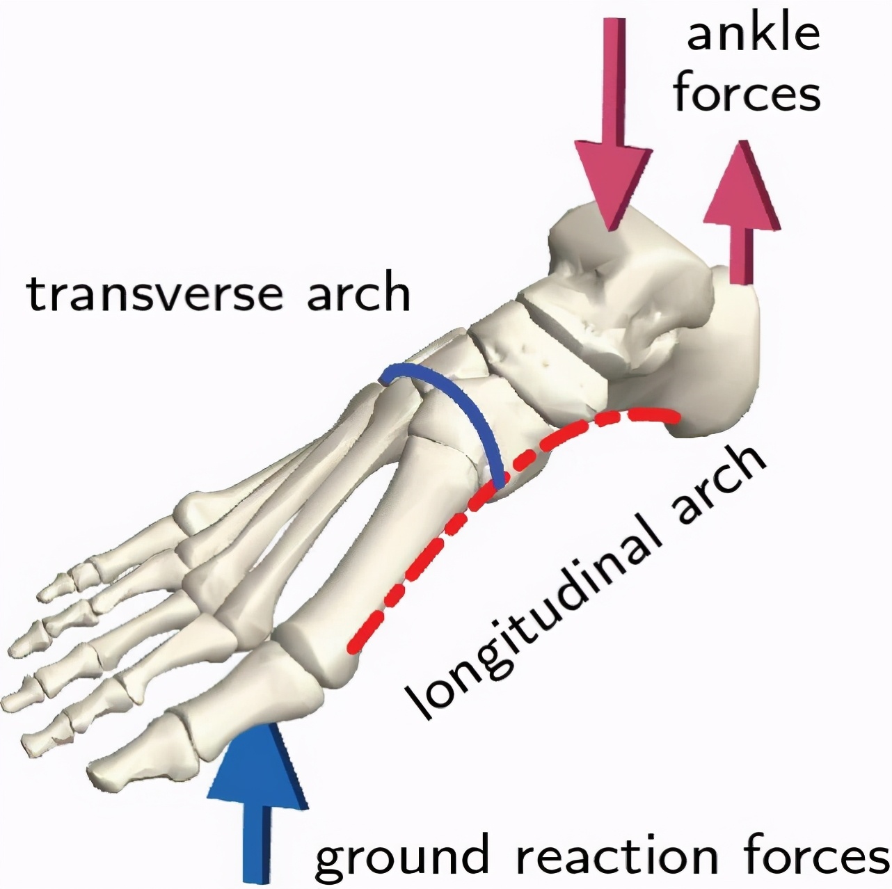 脚底长茧子什么原因,脚底长茧子是什么原因