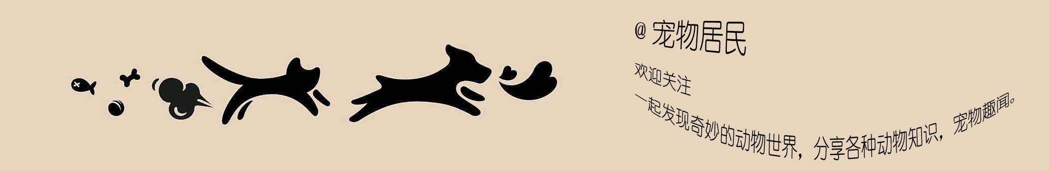 京巴狗小时候的图片,京巴犬小时候