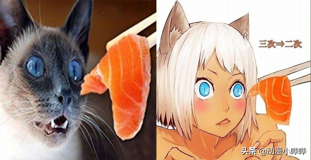 二次元与三次元的完美结合,二次元和三次元的共同点