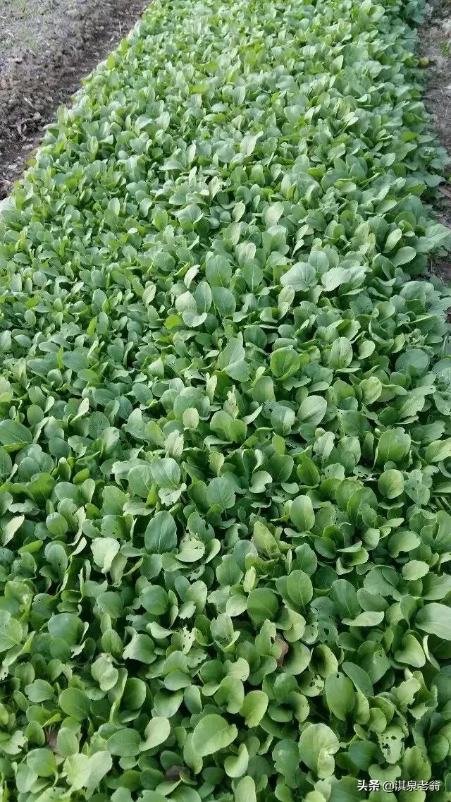种植小青菜教程,小青菜种植技术露天