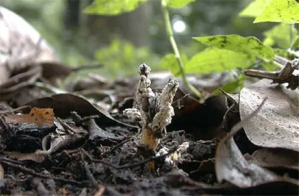 人工种植虫草与野生虫草的区别,虫草野生跟人工种植的区别