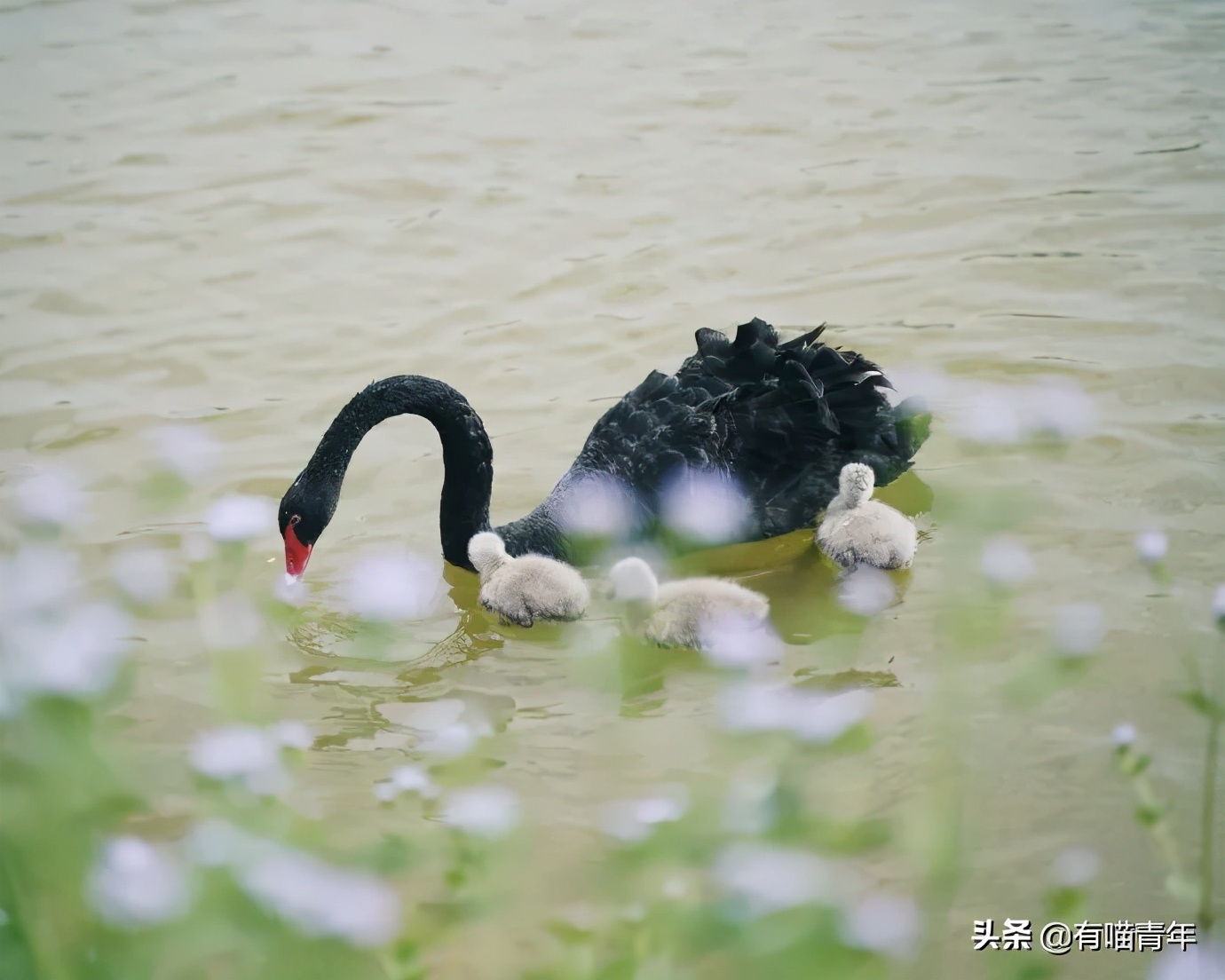 北大猫咪图鉴,中国人民大学猫咪图鉴