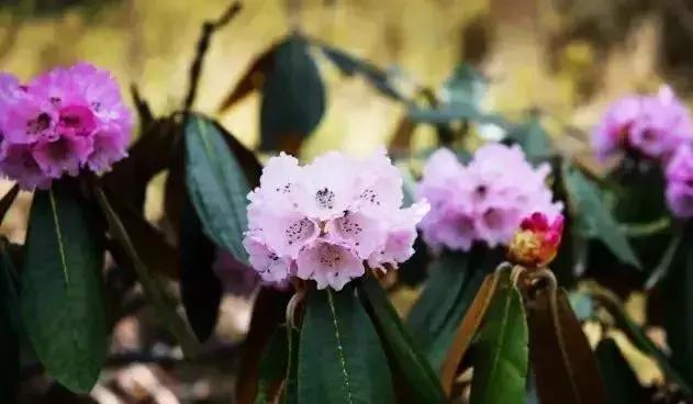 凉山州哪里可以赏花,西昌赏花攻略
