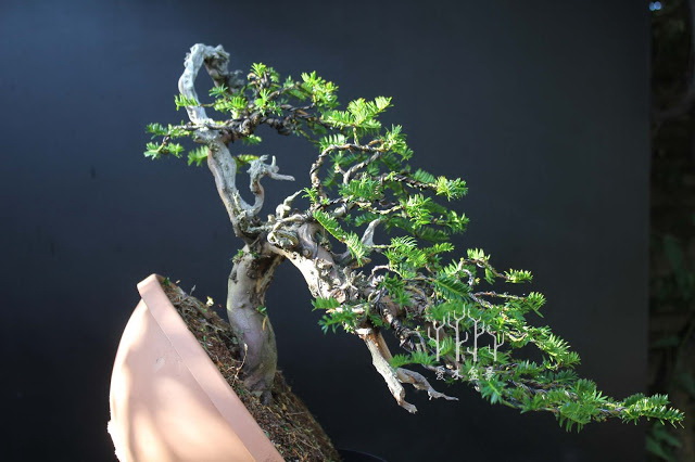 红豆杉盆景整形蟠扎视频,红豆杉蟠扎盆景