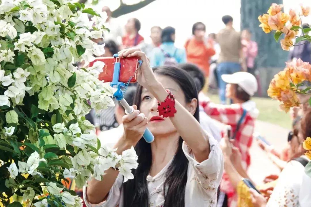 广州现在赏花哪里最好,广州各区赏花全指南