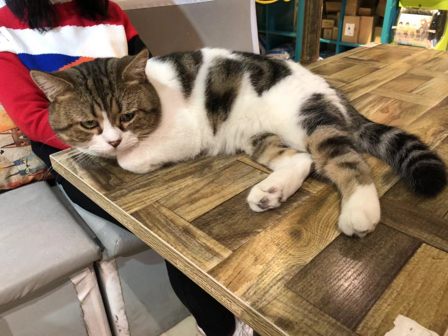 猫咪咖啡馆哪个最好,北京有名的猫咪咖啡馆