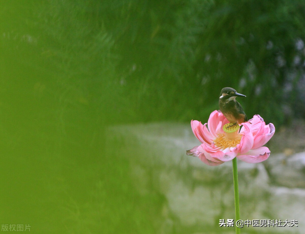 得了前列腺炎怎么食疗,得了前列腺炎吃啥药好得快