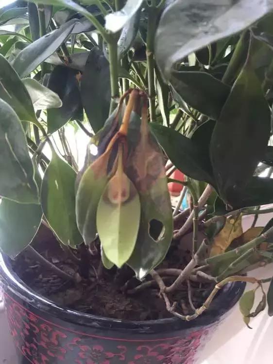 花儿叶子发黄是怎么回事,花儿叶子发黄枯萎萎蔫