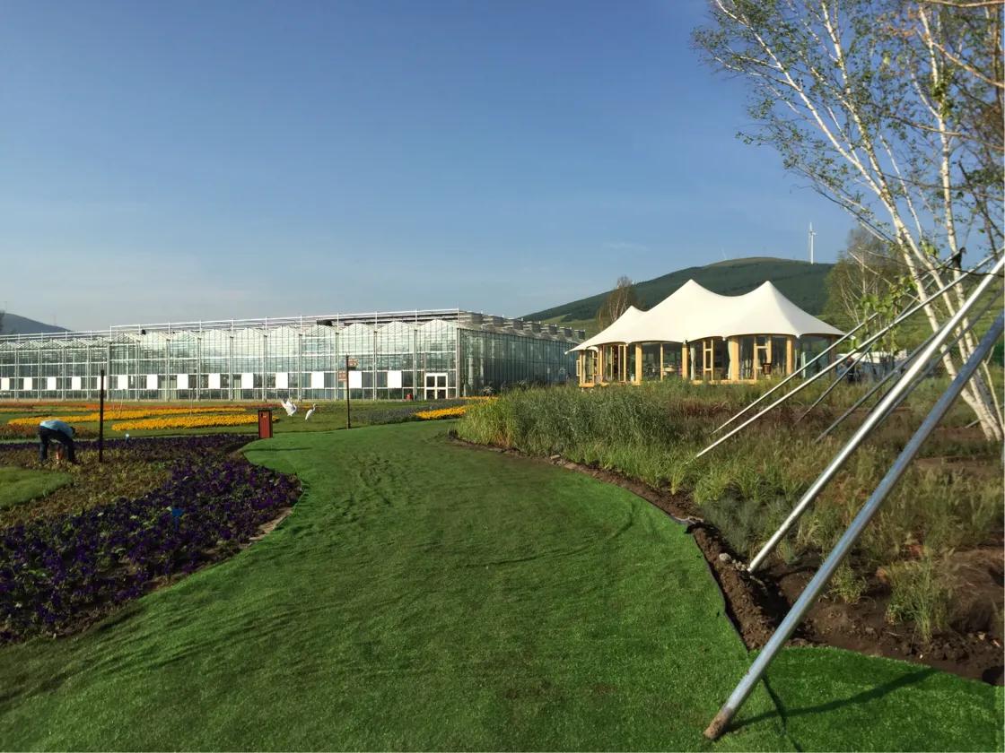 生姜高效种植技术,种植生姜怎么储存