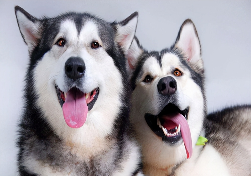 五个月的泰迪狗总是呕吐怎么办,狗狗不吃食物没精打采呕吐怎么办