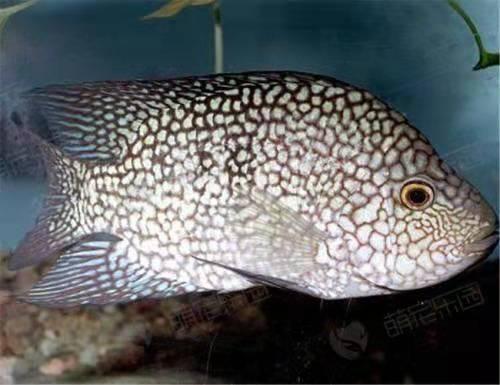 观赏鱼疾病治疗大全,观赏鱼常见的病状及治疗方法