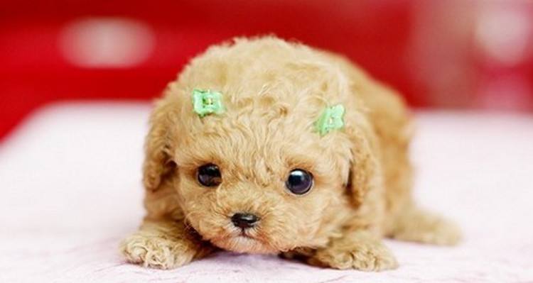 茶杯犬被突然吓死主人辟谣,茶杯犬看完你还敢养吗