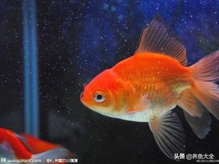 金鱼失鳔症一直漂在水面,金鱼失鳔症