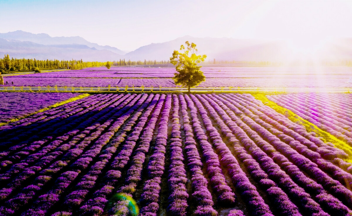 伊犁霍城薰衣草普罗旺斯,霍城薰衣草和北海道普罗旺斯
