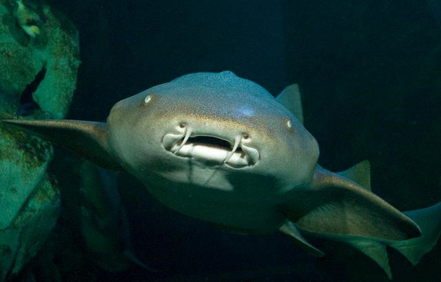 鲨鱼的种类及名称视频,鲨鱼的种类和生活习性