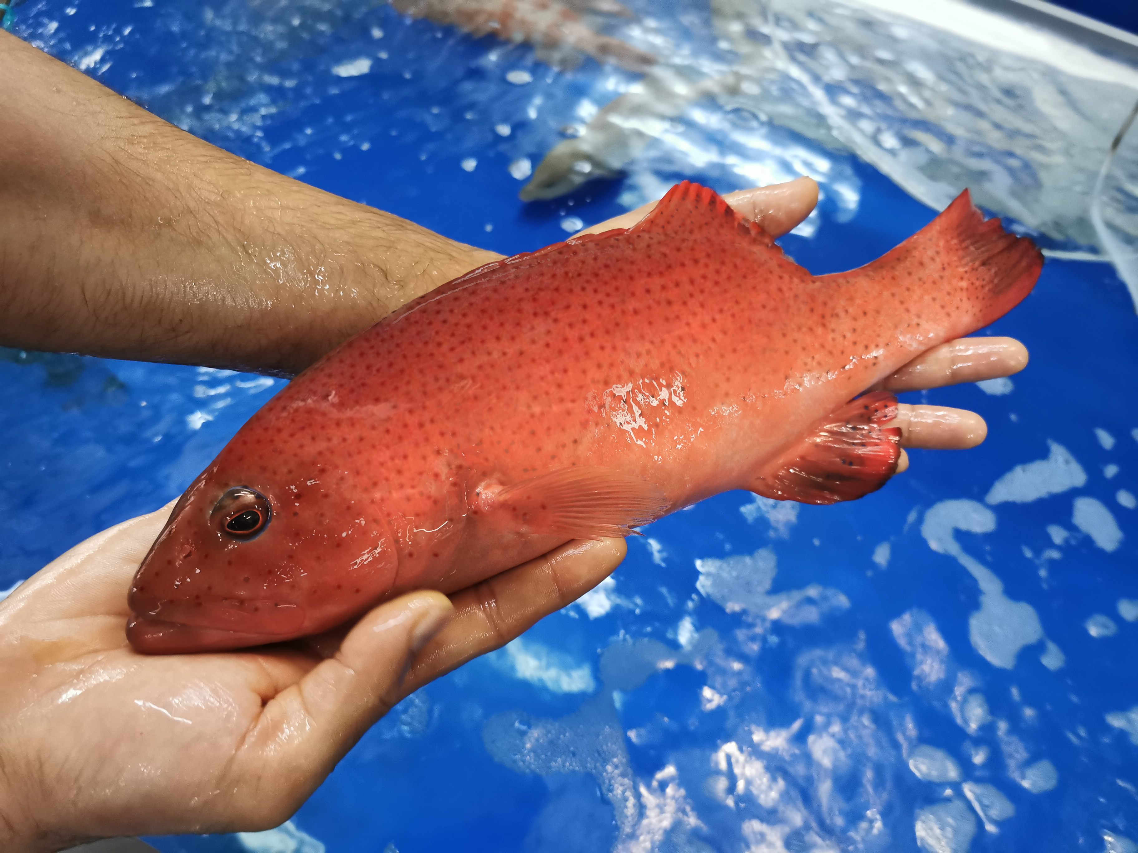 现在的海鲜能不能放心大胆吃,海鲜越生猛越好吃
