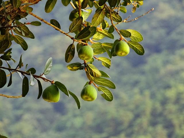 盛夏，一起品薜荔之文化，尝木莲之美味