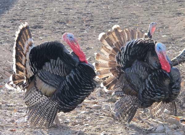 火鸡的养殖技术,火鸡的养殖技术效益探析