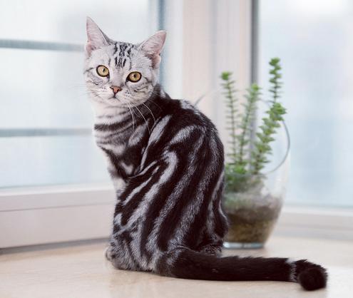 买一只美短猫,买一只猫咪一共花多少钱