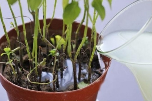 如何改善浇花水的软硬,浇花的水质比较碱性怎么改善