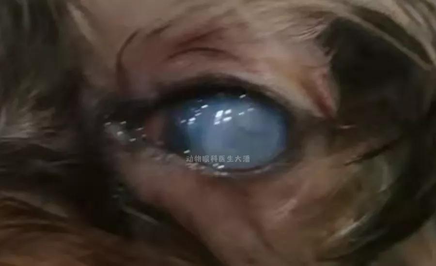 狗狗眼角膜溃疡一般治疗多久能好,狗狗眼角膜水肿与皮肤病有关吗