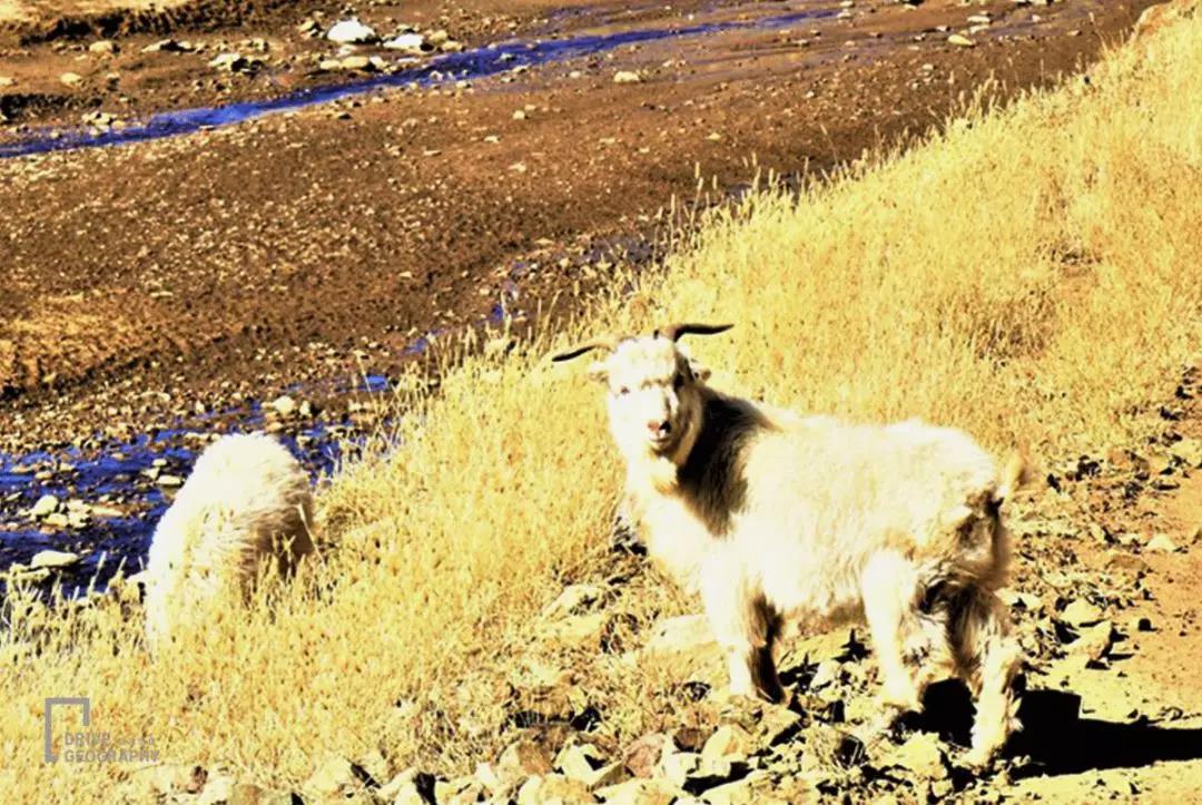 呼和浩特大青山景区自驾攻略,跑山路废胎