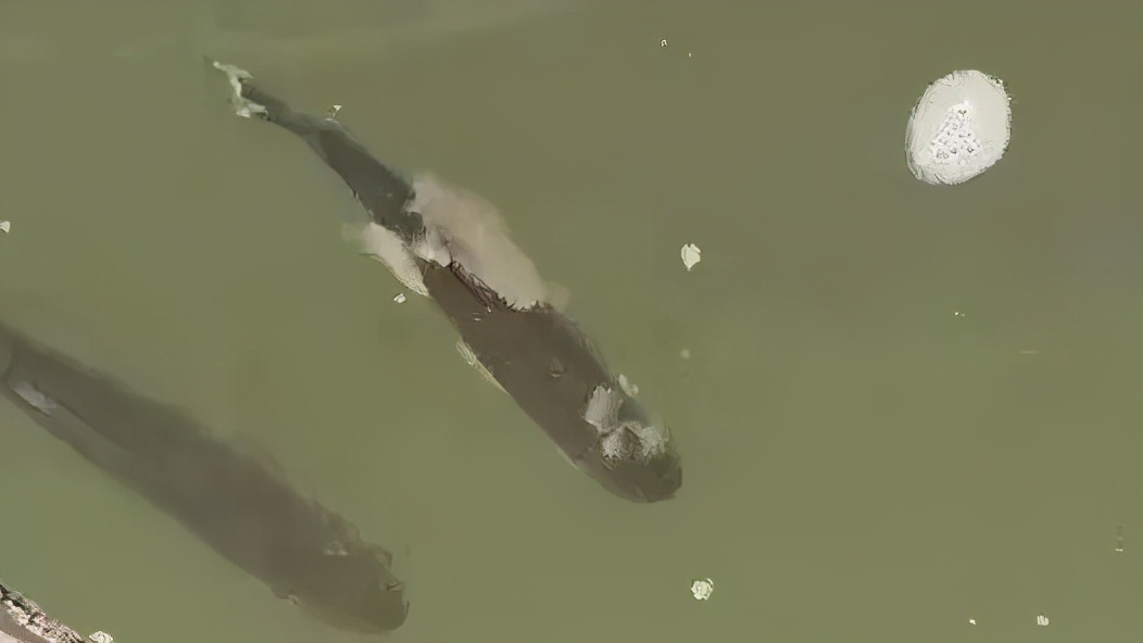 鱼类水霉病,春季鱼类水霉病症状