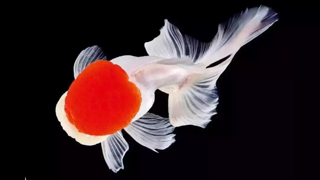 鱼缸加黄粉还能建立硝化系统吗,新手裸缸怎么建立鱼缸硝化系统