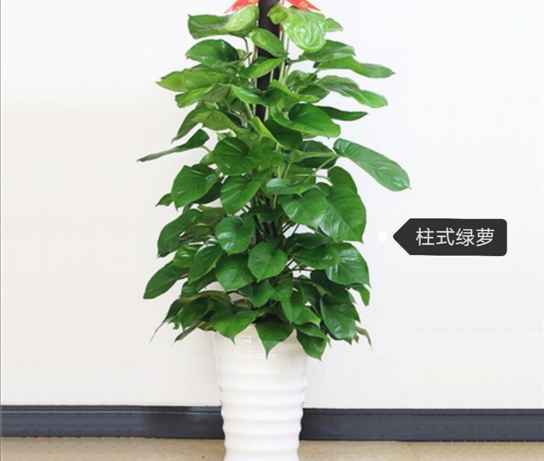 绿萝净化养殖方法有哪些,懒人吸水绿萝栽培方法