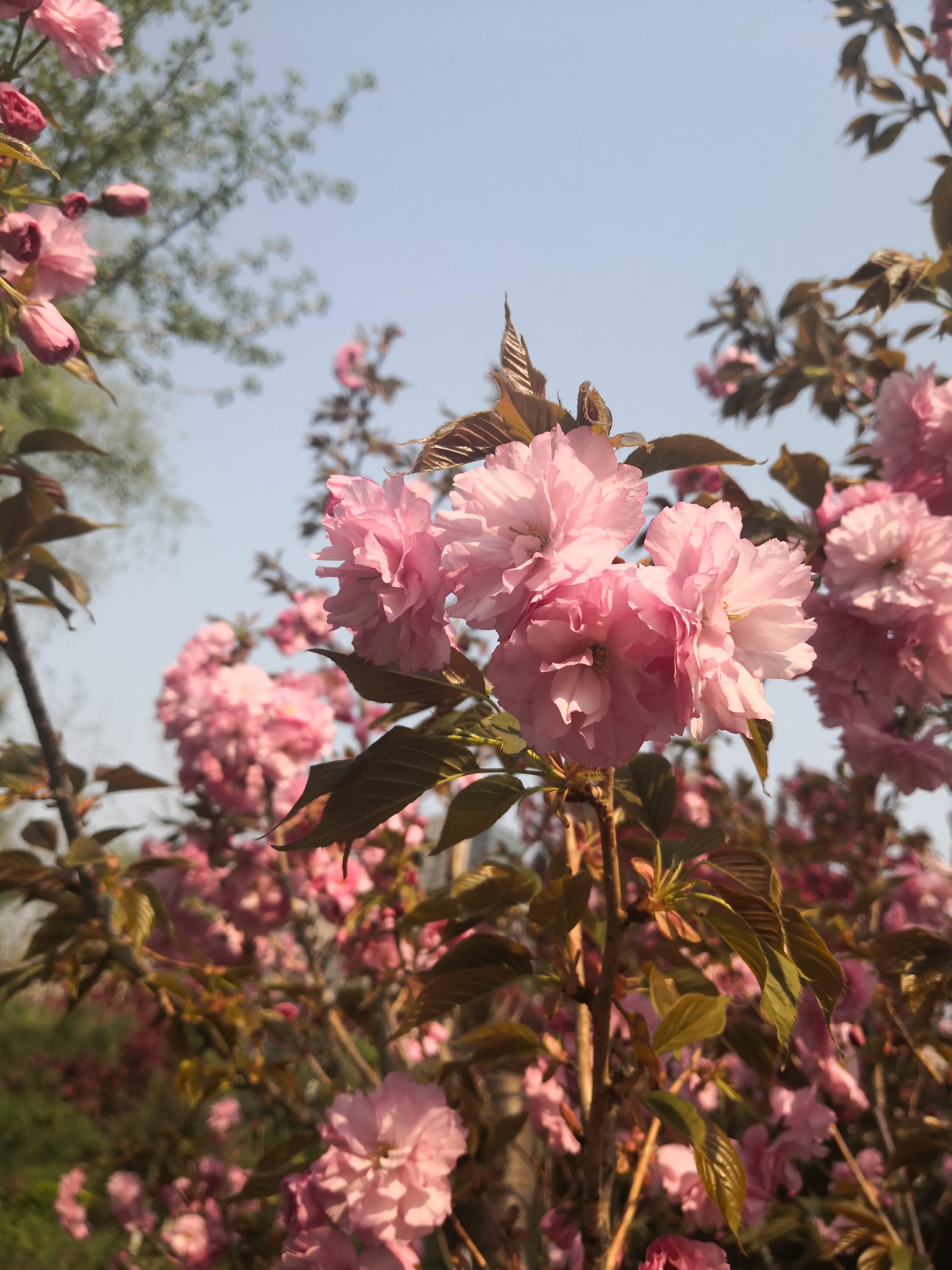 沈阳和平区樱花,沈阳和平区看樱花