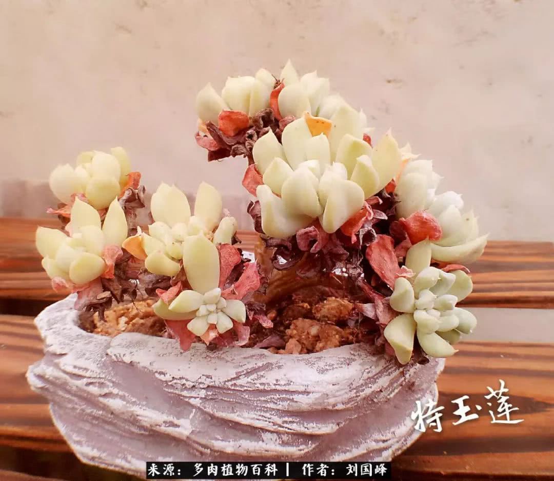 七百元打造的多肉王国，你还缺什么？