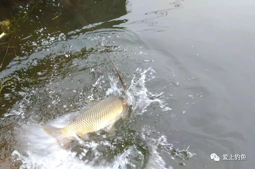 河道手竿钓鲤鱼,仁寿黑龙滩可以钓鱼吗