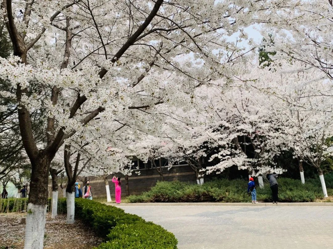玉渊潭公园樱花新闻,玉渊潭公园樱花历史