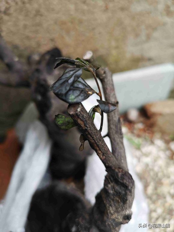 金弹子缠膜出芽了怎么处理,金弹子生桩缠膜发芽怎么处理